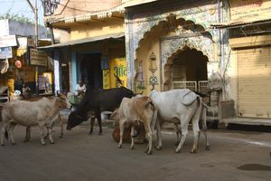 Cows in the city center