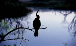 Keoladeo Ghana National Park