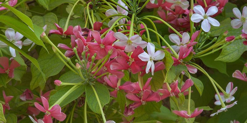 Burma creeper, rangoon creeper, red jasmine