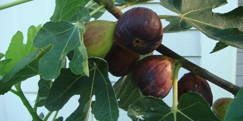 Anjeer, common fig
