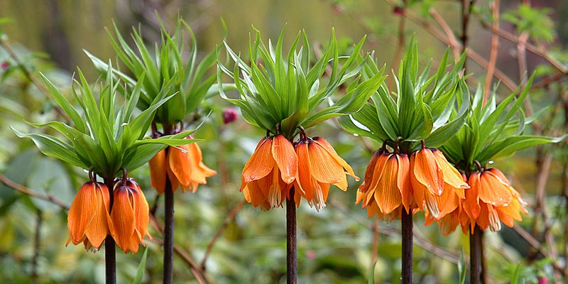 Imperial Fritillary