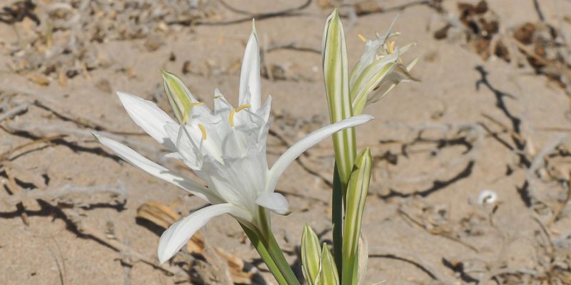 Sea Lily, or Lily of the Sands