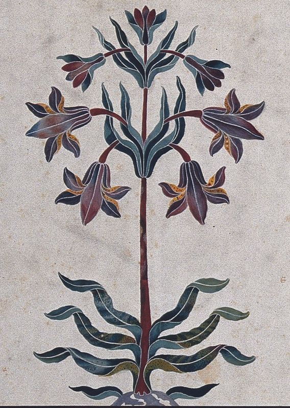 Ceylon Lily, Striped Lily