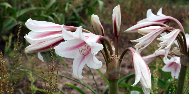 Ceylon Lily, Striped Lily