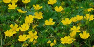 Cinquefoil, five finger cinquefoil