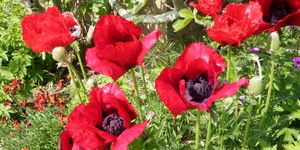 Oriental poppy, poppy