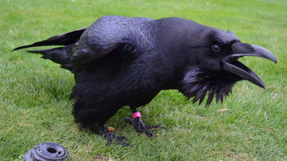 Crows of the tower of London